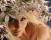 yes close up.jpg (0.269 MB)